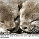 Image for article titled Bromantic Elderly Otter Couple Dies Together • Mississippi To Vote On Abortion Ban In 2011